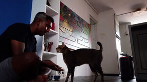 [월드리포트] "34년 만"…'아파트 고양이 금지법' 합법화 추진