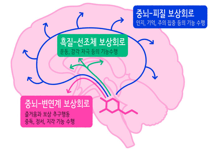 스프 마부뉴스