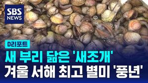 [D리포트] 새 부리 닮은 '새조개'&hellip;서해 최고 별미 제철 맞아 축제