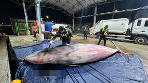 포항 앞바다서 5.8ｍ 밍크고래 혼획&hellip;"그물에 감겨 죽어"