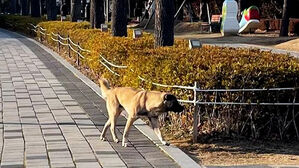 황갈색 털&middot;검은 얼굴&hellip;부산 도심 공원 출몰 들개 포획 못해