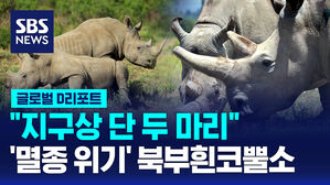 [글로벌D리포트] "지구상 단 2마리"&hellip;'멸종 위기' 북부흰코뿔소