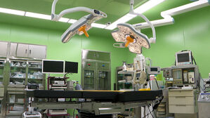 Patient Survives 271 Days Without Dialysis After Pig Kidney Transplant, Followed by Successful Human Kidney Transplant