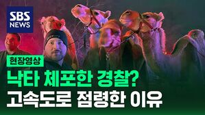 낙타체포