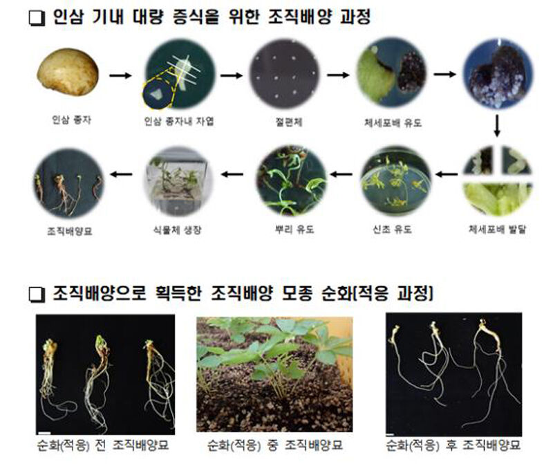 인삼 종자 증식을 위한 조직배양 과정 (사진=농촌진흥청 제공, 연합뉴스)