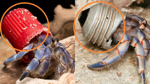플라스틱 폐기물을 은신처로 삼은 소라게 (사진= 'The plastic homes of hermit crabs in the Anthropocene' 논문)