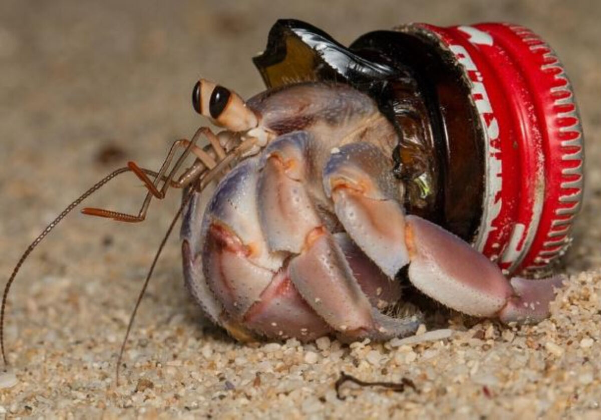 플라스틱 폐기물을 은신처로 삼은 소라게 (사진= 'The plastic homes of hermit crabs in the Anthropocene' 논문)