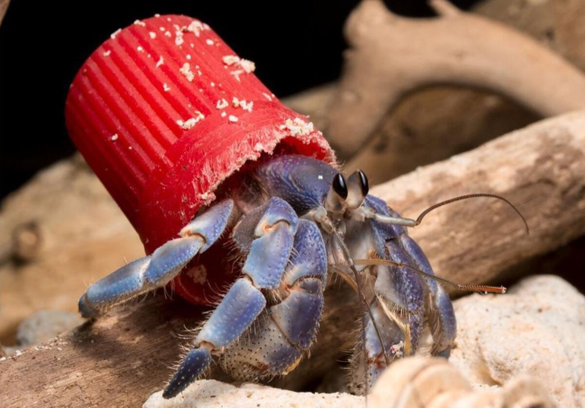 플라스틱 폐기물을 은신처로 삼은 소라게 (사진= 'The plastic homes of hermit crabs in the Anthropocene' 논문)
