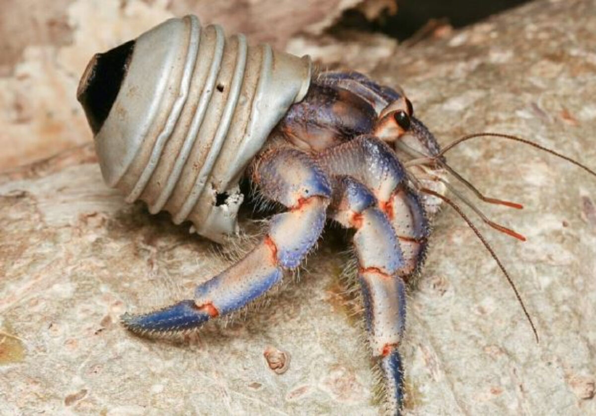 플라스틱 폐기물을 은신처로 삼은 소라게 (사진= 'The plastic homes of hermit crabs in the Anthropocene' 논문)