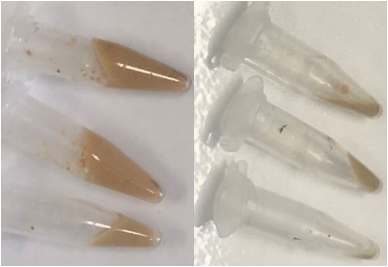 미처리된 하수슬러지(왼쪽)와 감마선으로 처리된 하수슬러지(오른쪽)