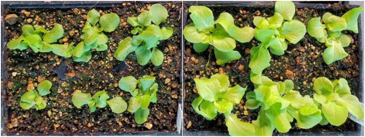 용출액을 주지 않은 상추 모종(왼쪽)과 용출액을 비료로 준 상추 모종(오른쪽). 