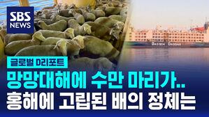 [글로벌D리포트] 소 &middot; 양 수만 마리가 한 달째 바다 위에