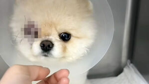 애견호텔에 맡긴 반려견 실명 위기&hellip;사고 나도 해결책 '모호'