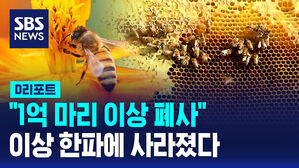 [D리포트] "1억 마리 이상 폐사"&hellip;이상 한파에 사라진 꿀벌
