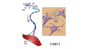 "포화지방산, 기억 형성에 핵심 역할"