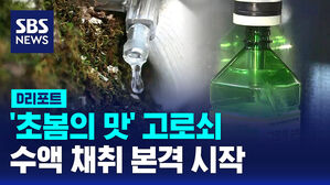 [D리포트] '초봄의 맛' 고로쇠&hellip;수액 채취 본격 시작