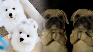 [스프] 20년 전 죽은 '해피'가 다시 나를 찾아왔다…'펫로스 증후군'에 고통받는 사람들