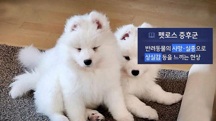 스프 뉴스토리 동물복제