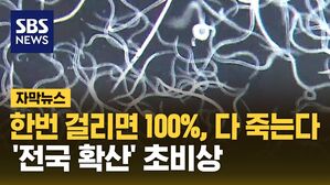 [자막뉴스] 한번 걸리면 100%, 다 죽는다…'전국 확산' 초비상