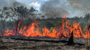 한계에 달한 아마존 생태계&hellip;"2050년쯤 급격 붕괴할 수도"