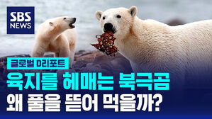 [글로벌D리포트] 북극곰이 왜 풀을 뜯어 먹을까?