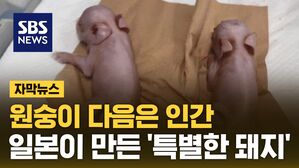 [자막뉴스] 원숭이 다음은 인간&hellip;일본이 만든 '특별한 돼지'