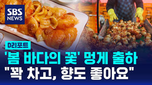 [D리포트] '봄 바다의 꽃' 멍게 출하&hellip;"꽉 차고, 향도 좋아요"