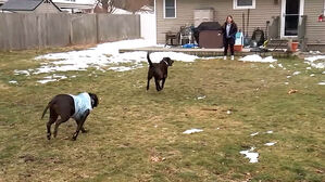 [월드리포트] "뒷마당 빌려드려요"…애완견 위한 신종 서비스 등장