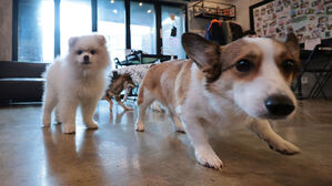 민주당 "동물복지기본법 제정&hellip;동물 학대자 소유권 제한"