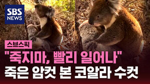 "죽지마, 빨리 일어나" 죽은 암컷 본 코알라 수컷
