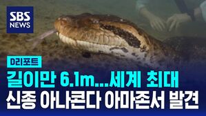 [D리포트] 지상 최대의 뱀 '아나콘다'&hellip;새로운 종 발견