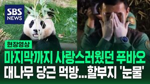 [영상]  "거기서도 많은 사랑 받아, 잘 가!"  푸바오의 마지막 인사 대나무 당근 먹방, 끝내 눈물 흘린 할부지