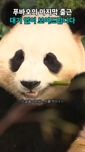 푸바오의 마지막 출근 대기 없이 보여드립니다