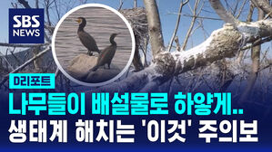 [D리포트] 생태계&middot;어업 해치는 민물가마우지&hellip;15일부터 포획한다