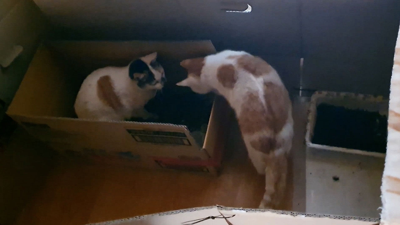 뉴스딱 03. 고양이 구조했더니 절도죄 신고