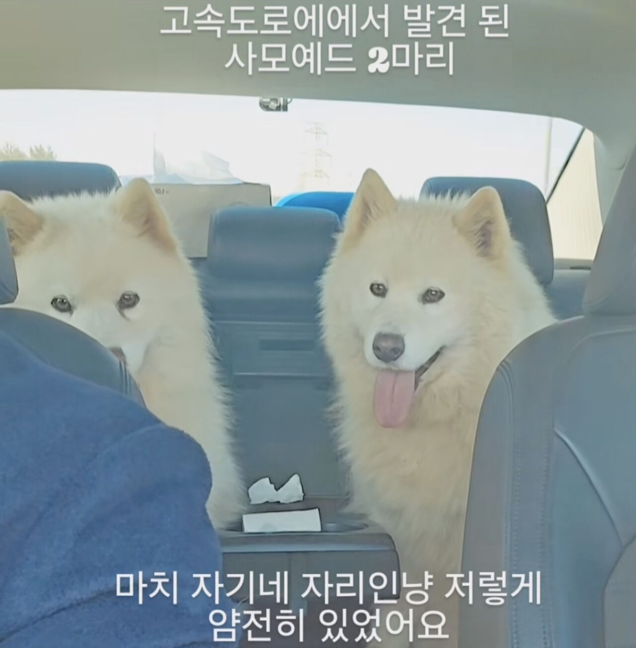 고속도로 위 구조된 사모예드, 주인 품으로(사진/영상= 인스타그램)