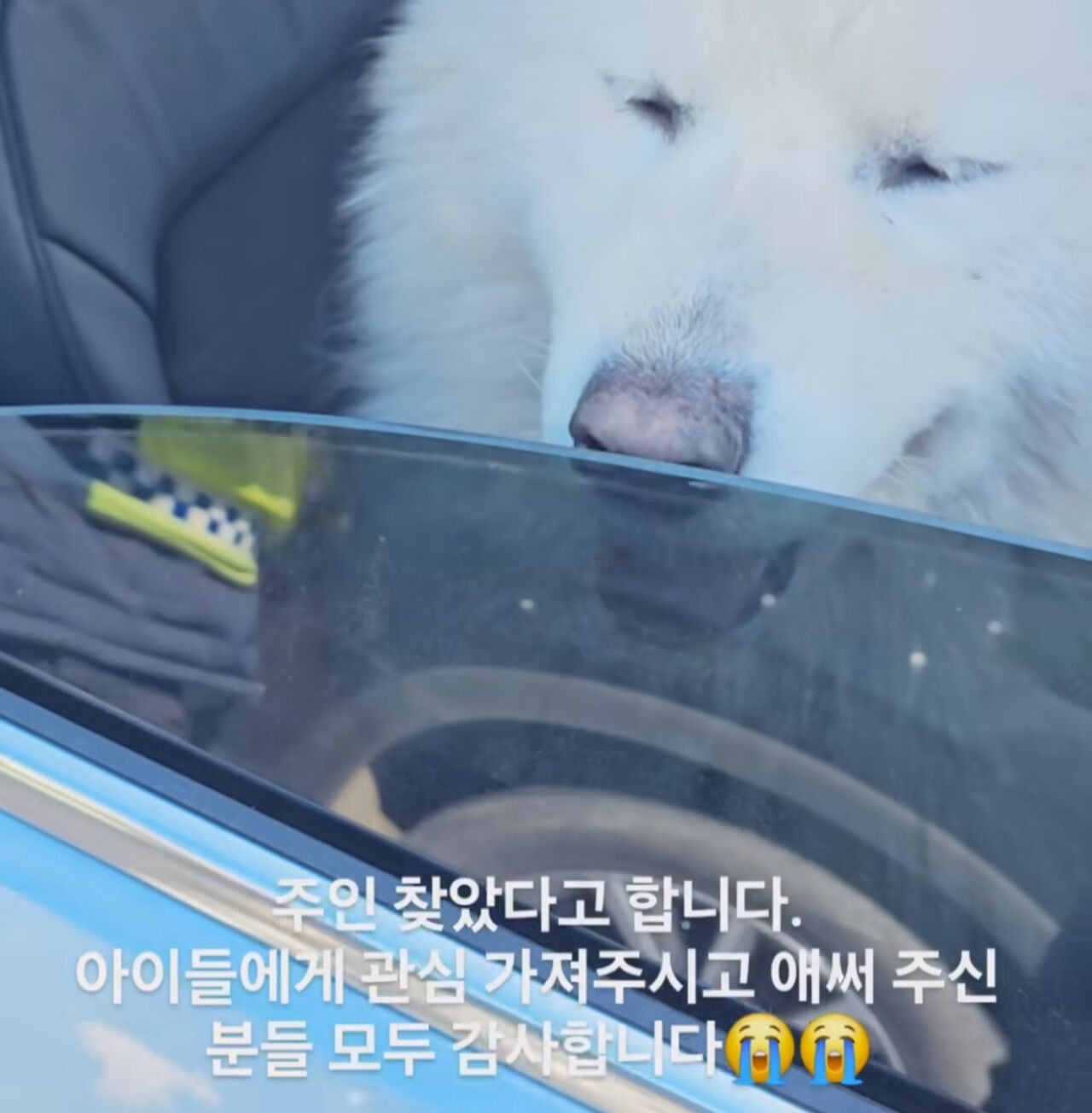 고속도로 위 구조된 사모예드, 주인 품으로(사진/영상= 인스타그램)