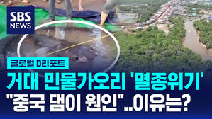 [글로벌D리포트] 메콩강 거대 노랑가오리 '멸종위기'&hellip;"중국댐 때문"