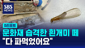 [D리포트] 목조 문화재 갉아먹는 '흰개미 떼'&hellip;"다 파먹었어요"