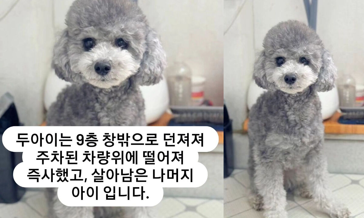 인천 아파트 반려견 추락사