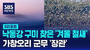 [D리포트] 구미 찾은 겨울 철새 가창오리 군무 '장관'