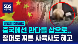 [글로벌D리포트] 판다를 삽으로&hellip;사육사 결국 해고