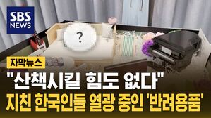 [자막뉴스] 반려돌