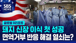 [글로벌D리포트] '유전자 변형' 돼지 신장 첫 이식 성공