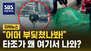 [자막뉴스] "어머 부딪쳤나봐!"&hellip;옆 차선에서 질주하는 타조