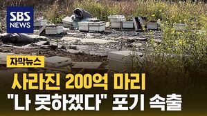 [자막뉴스] 사라진 200억 마리&hellip;"나 못하겠다" 포기 속출