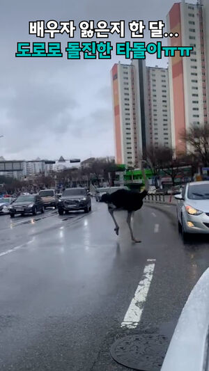 배우자 잃은지 한 달 도로로 돌진한 타돌이ㅠㅠ