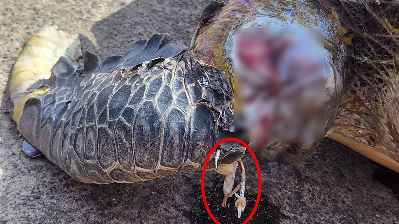 낚싯바늘 박힌 채 죽어 있는 보호종 푸른바다거북