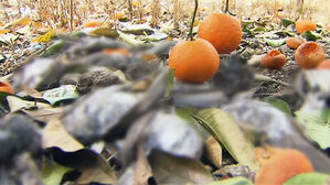 나무 걸리고 널브러진 새&hellip;제주서 수백 마리 떼죽음, 왜