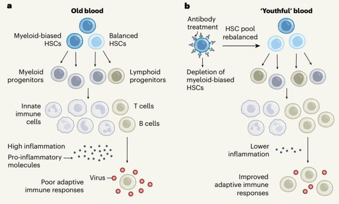 골수성 편향 조혈세포(my-HSC)를 제거하는 항체요법 설명 그림 (사진=Nature News & Views/Robert Signer et al. 제공, 연합뉴스)